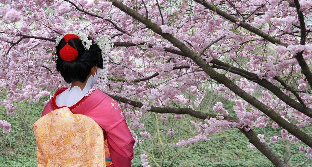 geisha fioritura ciliegi